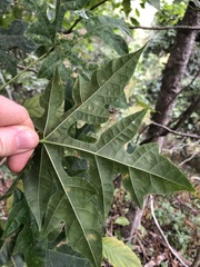 Brachychiton discolor