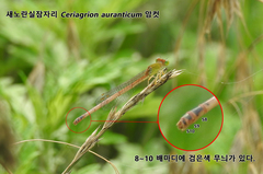 Ceriagrion auranticum