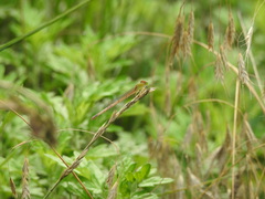 Ceriagrion auranticum