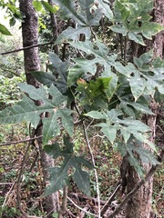 Brachychiton discolor