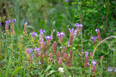Scutellaria altaica