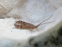 Banksiola crotchi