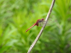 Crocothemis servilia mariannae