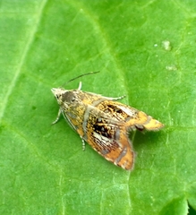 Olethreutes arcuella