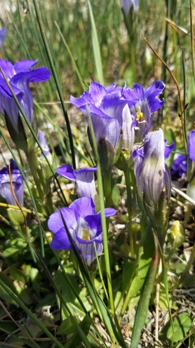 Rocky Mountain Fringed Gentian
