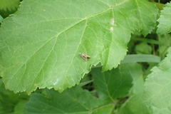 Olethreutes arcuella