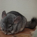Chinchillas - Photo (c) john, some rights reserved (CC BY-NC-ND)