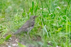 Turdus philomelos