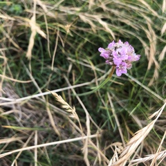 Armeria maritima