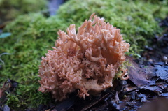 Ramaria anziana