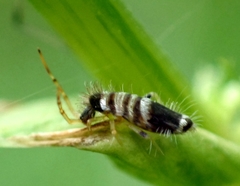 Entomobrya superba