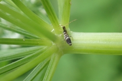 Entomobrya superba