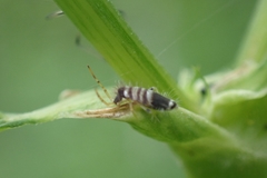 Entomobrya superba