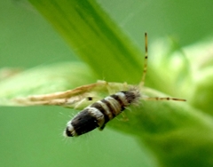 Entomobrya superba