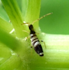 Entomobrya superba