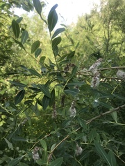 Salix kochiana