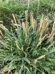 Plantago coronopus
