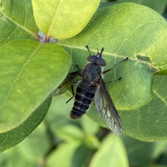 Caenoprosopon
