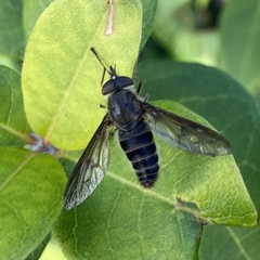 Caenoprosopon