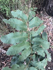 Cupaniopsis tomentella