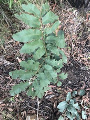 Cupaniopsis tomentella
