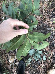 Cupaniopsis tomentella