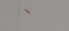 Hemidactylus platyurus