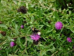 Bombus vestalis