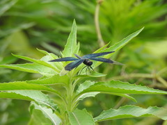 Rhyothemis fuliginosa