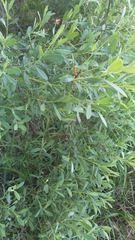Myrica