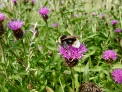 Bombus bohemicus