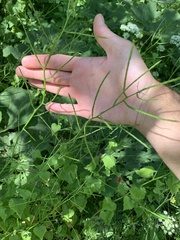 Alliaria petiolata