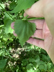 Alliaria petiolata
