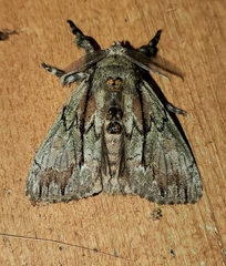 Dasychira dominickaria