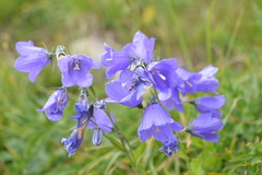 Campanula rhomboidalis