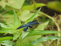 Rhyothemis fuliginosa