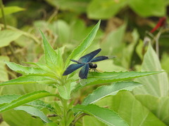 Rhyothemis fuliginosa