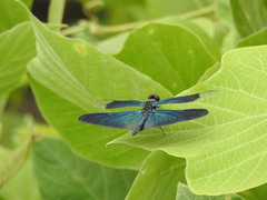 Rhyothemis fuliginosa