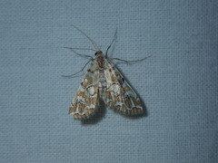 Elophila icciusalis