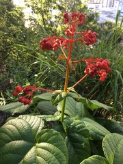Clerodendrum paniculatum