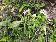 Leptodermis stapfiana