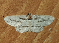 Iridopsis pergracilis