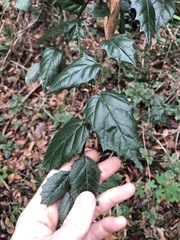 Aphananthe philippinensis