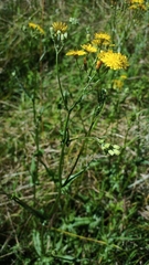 Crepis capillaris