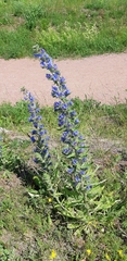 Echium vulgare