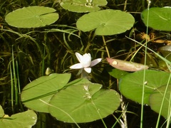 Nymphaea alba alba