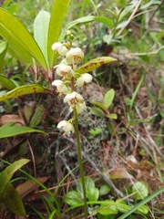 Pyrola asarifolia incarnata