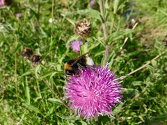 Bombus vestalis