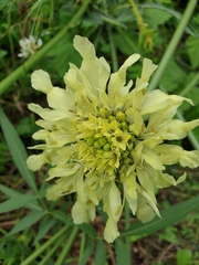 Cephalaria