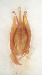 Cardiophorus